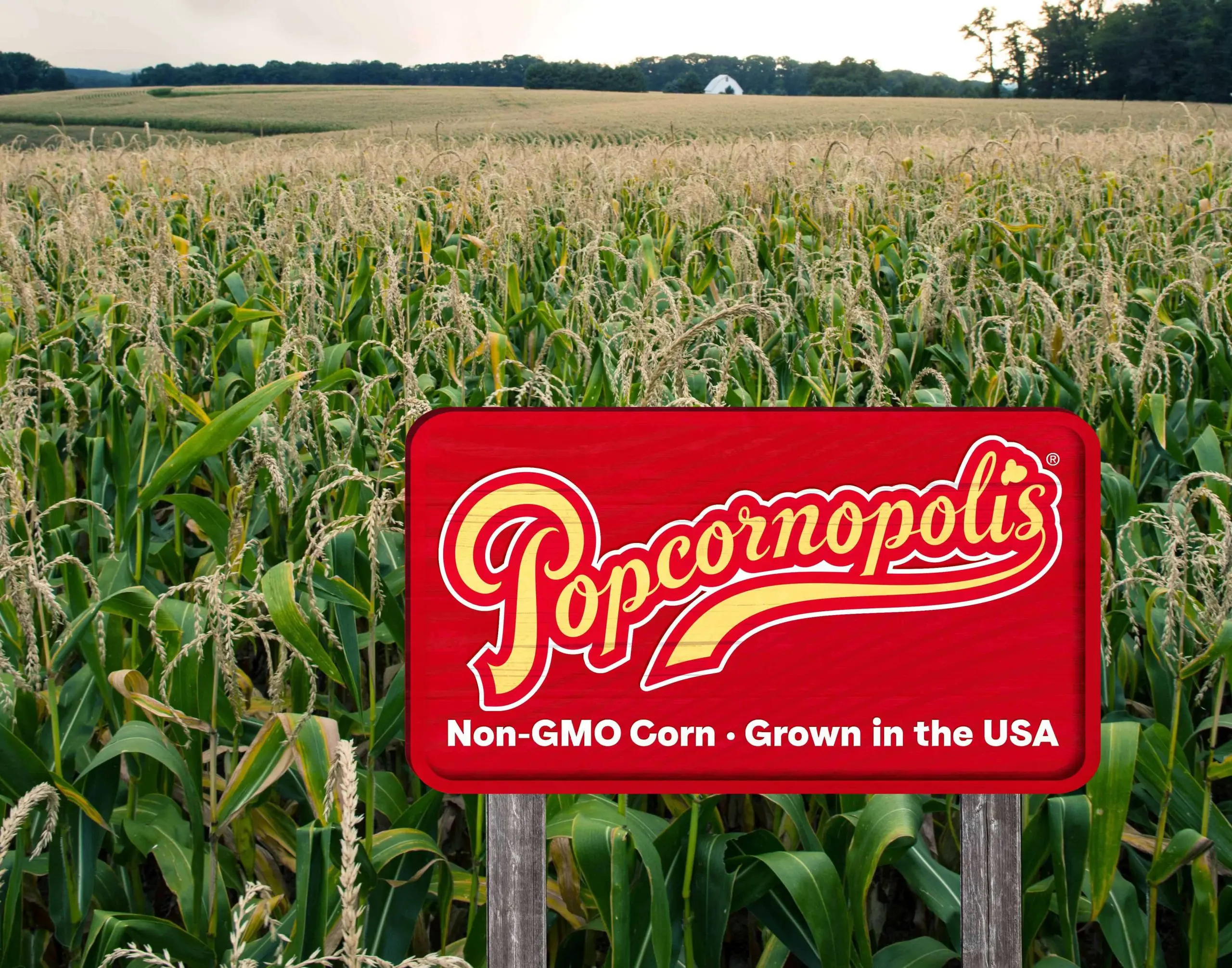 A pictured a corn field with a posted sign with red background in yellow writing with the word Popcornopolis. In small white lettering 